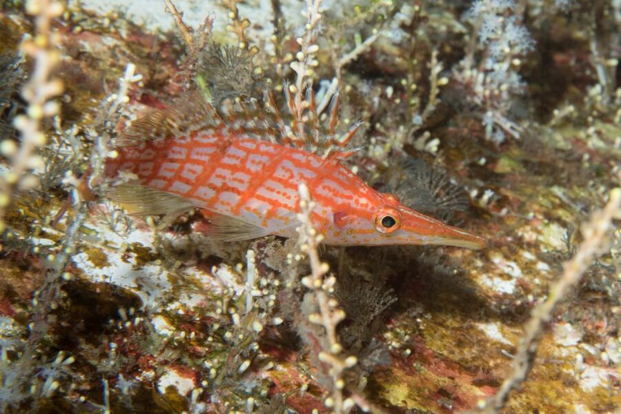 Maui: Beginner Discovery Scuba Dive Excursion from Lahaina - Entering the shallow water off Maui