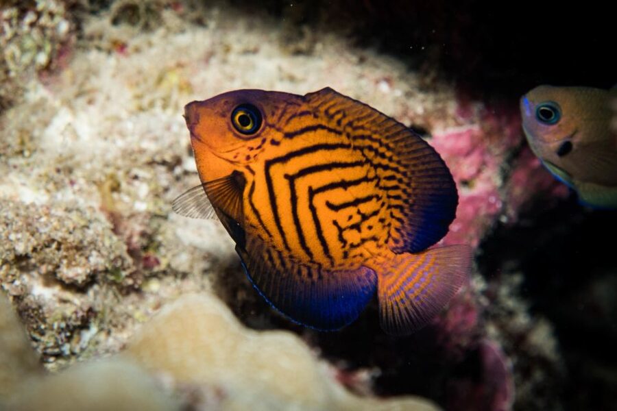 Maui: Beginner Discovery Scuba Dive Excursion from Lahaina - Seeing turtles, fish, rays, and coral