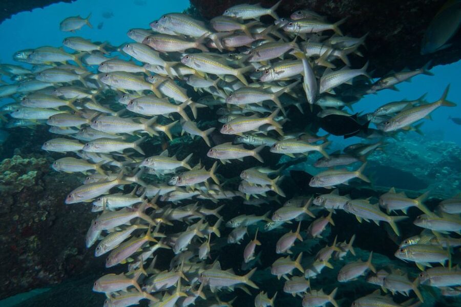 Maui: Beginner Discovery Scuba Dive Excursion from Lahaina - Price and value at $238 per person