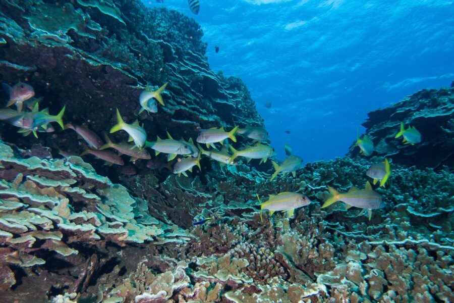 Maui: Beginner Discovery Scuba Dive Excursion from Lahaina - What to pack and what to arrange