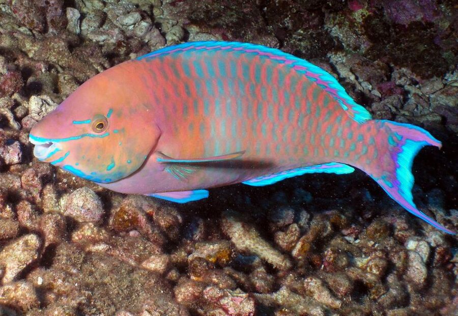 Maui: Beginner Discovery Scuba Dive Excursion from Lahaina - Who will enjoy this most