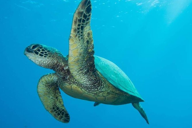 Maui Certified Shore Diving from Lahaina - Key points to know before booking