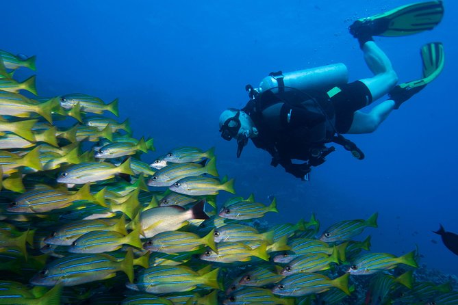 Maui Certified Shore Diving from Lahaina - What the two-hour Maui shore session feels like