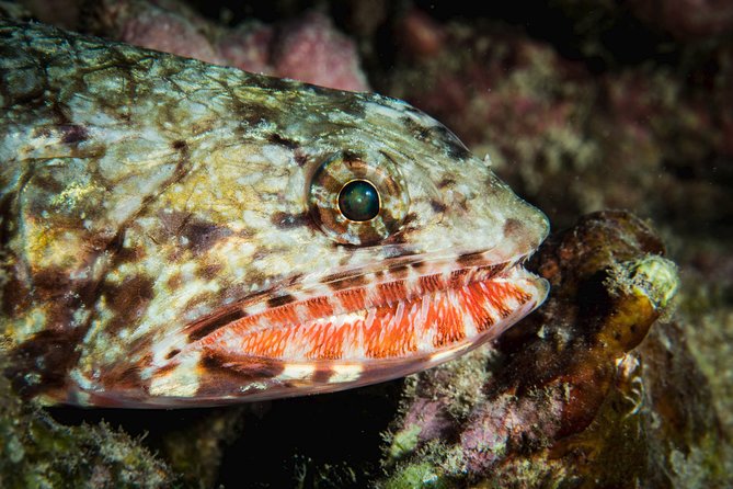 Maui Certified Shore Diving from Lahaina - Equipment, certification, and comfort