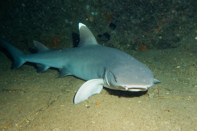 Maui Certified Shore Diving from Lahaina - Who should book this Maui scuba outing?