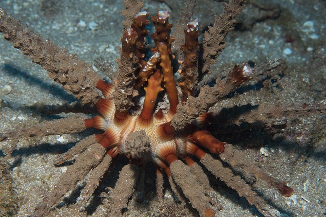 Maui Certified Shore Diving from Lahaina - The fish notebook under the sea