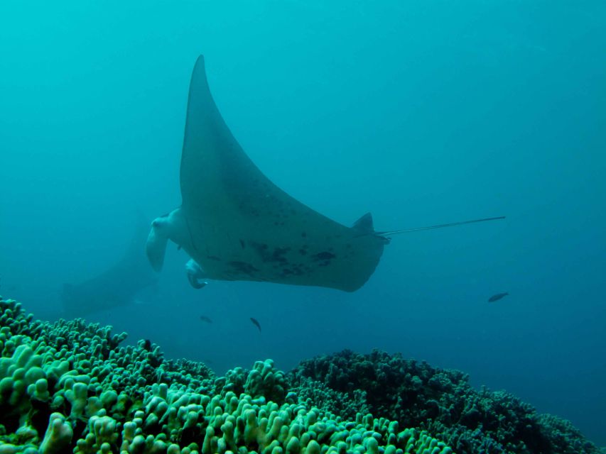 Maui: Eco-Friendly Conservation Scuba Dive Certified Divers - Key points to know before booking