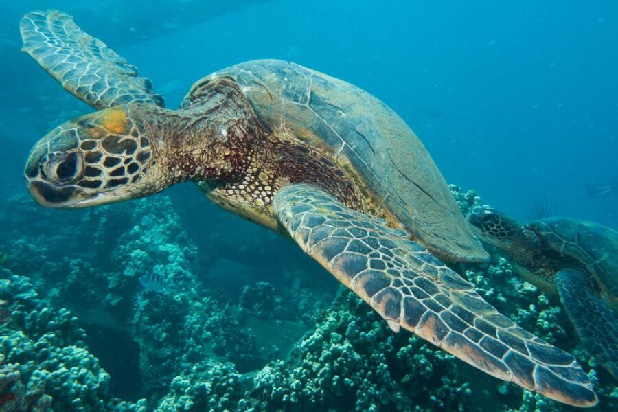 Maui: Eco-Friendly Conservation Scuba Dive Certified Divers - Choosing between reef ecology, turtles, sharks, and fish