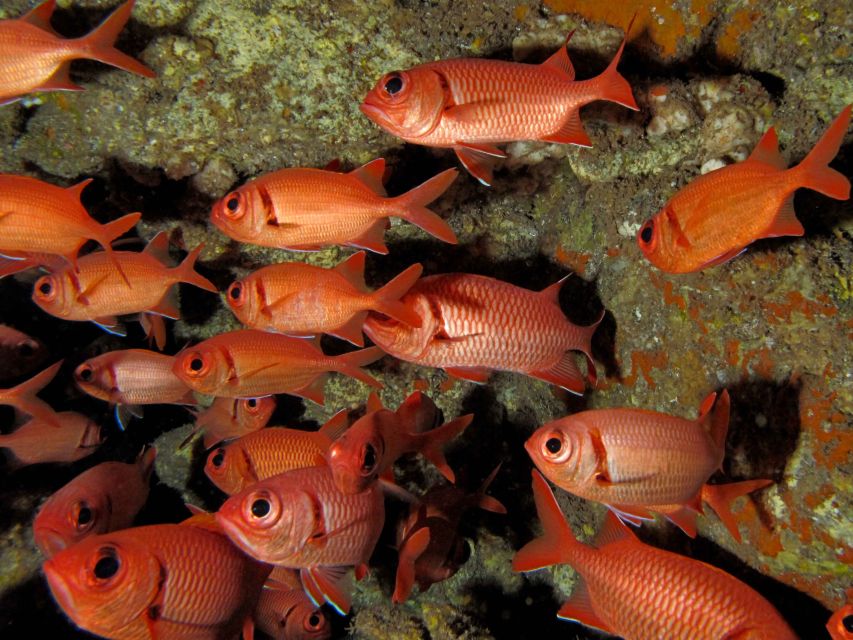Maui: Eco-Friendly Conservation Scuba Dive Certified Divers - Entering Maui’s clear water near Lahaina