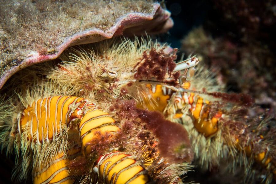 Maui: Eco-Friendly Conservation Scuba Dive Certified Divers - Why the conservation focus adds real value