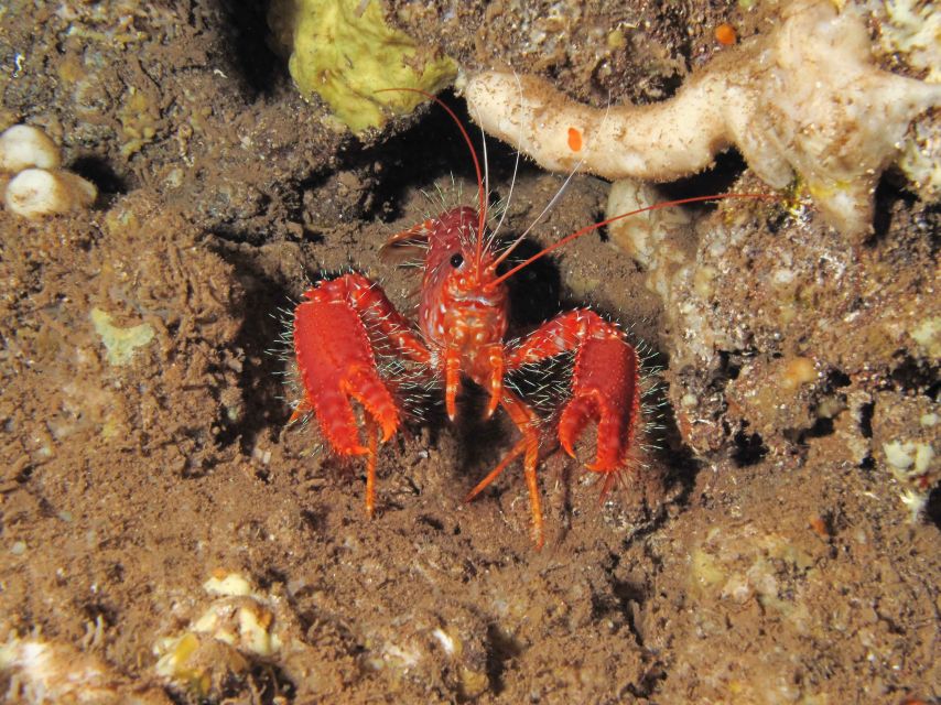 Maui: Eco-Friendly Conservation Scuba Dive Certified Divers - Who should book this experience?