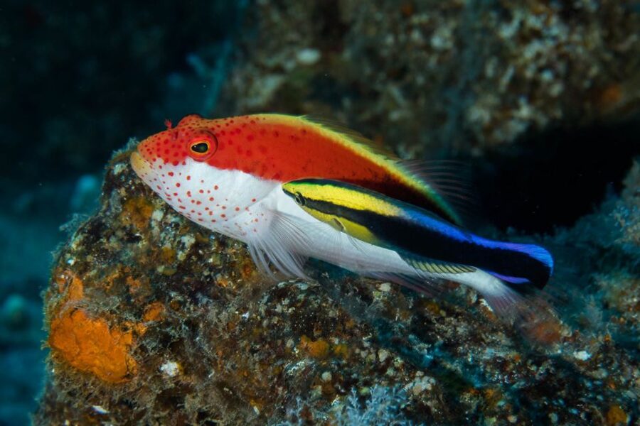 Maui: Eco-Friendly Conservation Scuba Dive Certified Divers - Planning your morning around the safety rules