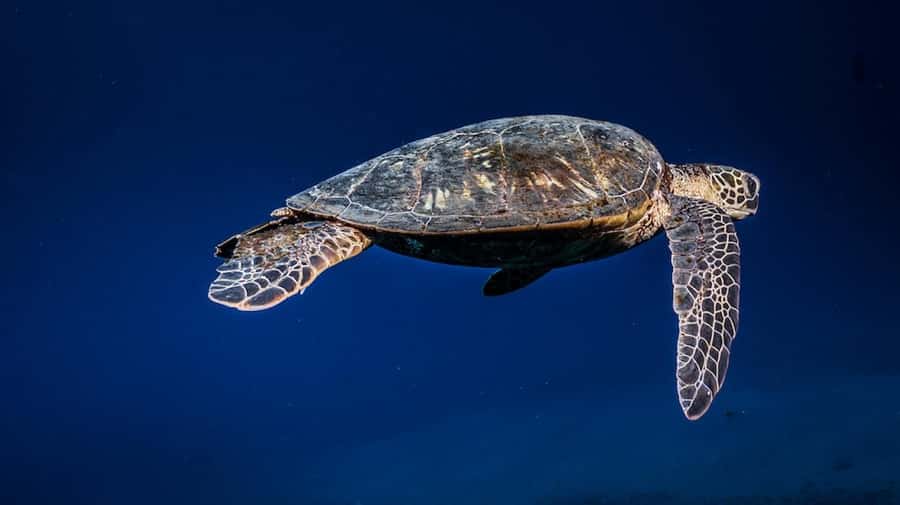Maui: Intro to Scuba Diving from Shore - Lahaina - Key points to know before booking