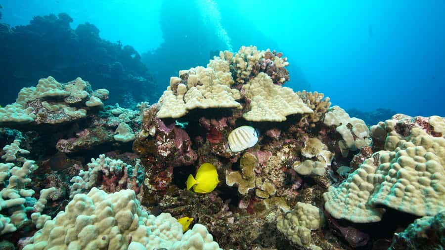 Maui: Intro to Scuba Diving from Shore - Lahaina - The 30-minute lesson: equipment, safety, and breathing