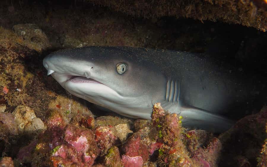Maui: Intro to Scuba Diving from Shore - Lahaina - Practicing two skills that matter underwater
