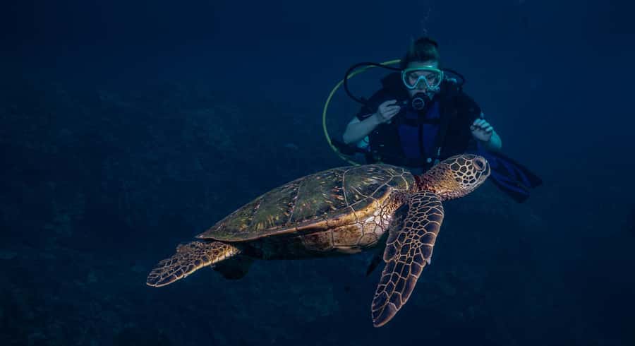 Maui: Intro to Scuba Diving from Shore - Lahaina - About 75 minutes among Maui’s coral reefs