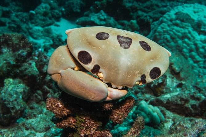 Maui Scuba Diving Introductory Lesson from Lahaina - What You Might See on the Reef