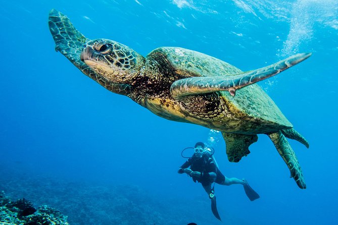 Maui Scuba Diving Introductory Lesson from Lahaina - The Five Places Listed With the Experience