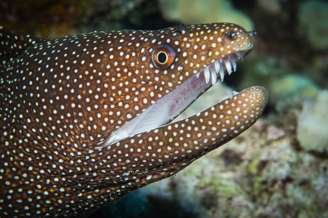 Maui Scuba Diving Introductory Lesson from Lahaina - Is $227.50 a Fair Price?