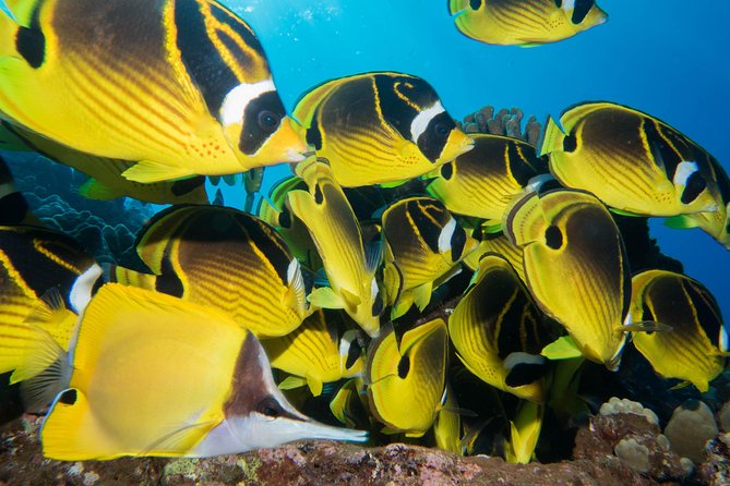 Maui Scuba Diving Introductory Lesson from Lahaina - The 45-Minute Class at Extended Horizons
