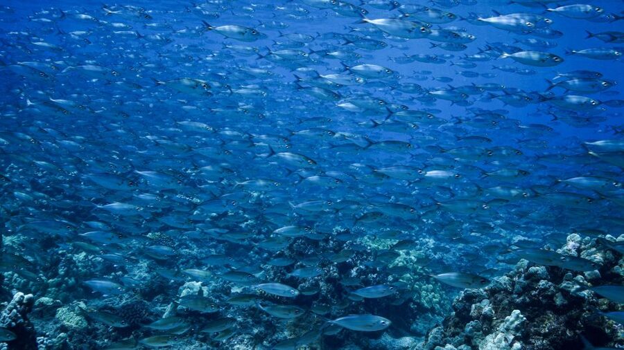 Maui: Small Group Shark & Turtle Scuba Dive from Shore - Why Mala Wharf is such a special Maui site