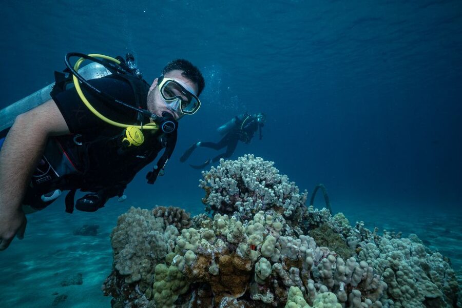 Maui: Small Group Shark & Turtle Scuba Dive from Shore - A 20-minute briefing that earns its place