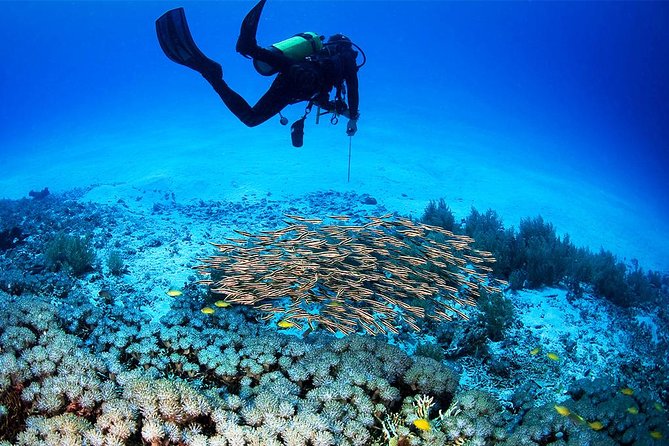 Menjangan Island Bali Diving Activity - What the strongest feedback tells you