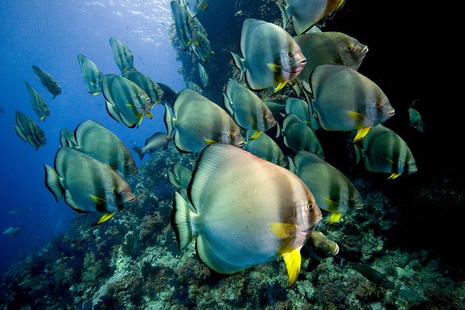 Menjangan island for Certified Scuba Divers full day boat trip, 2 dives + lunch - Who will enjoy this trip most