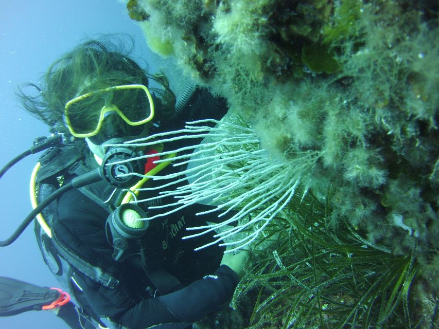 Menorca: Baptism Scuba Diving in Marine Reserve - Who will enjoy this most?