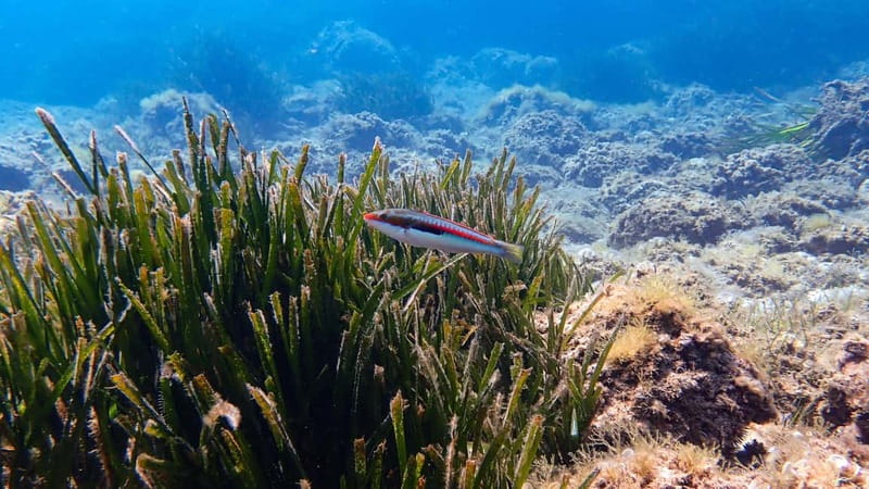 Menorca: Cala Galdana Try Scuba Diving for Beginners - Key points to know before booking