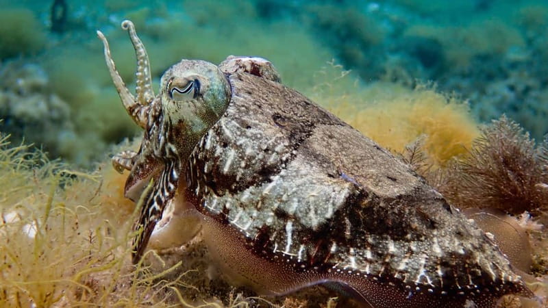 Menorca: Cala Galdana Try Scuba Diving for Beginners - Watching for octopus, moray eels, and xoric