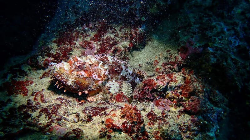 Menorca: Cala Galdana Try Scuba Diving for Beginners - Why the four-person limit matters
