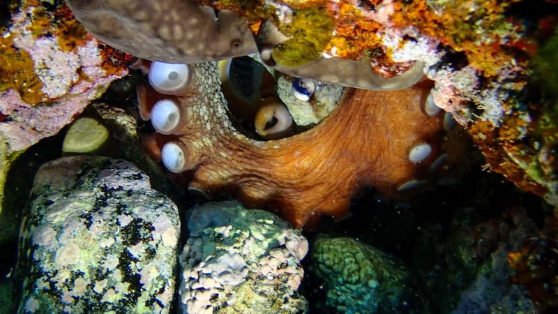 Menorca: Cala Galdana Try Scuba Diving for Beginners - Meeting at Blue Islands Diving