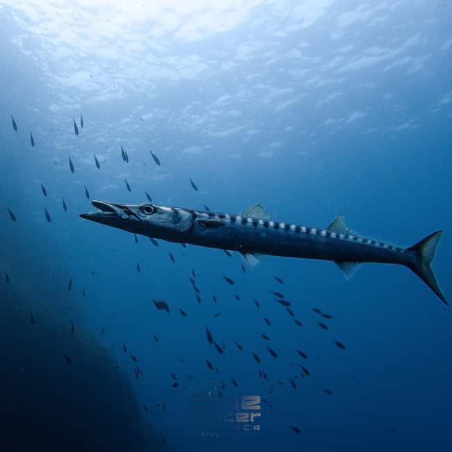 Menorca: Try scuba diving in Cala'n Bosch -BLUEWATER MENORCA - What the price includes at $91
