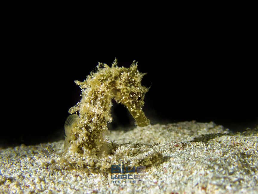 Menorca: Try scuba diving in Cala'n Bosch -BLUEWATER MENORCA - Who will enjoy this activity most