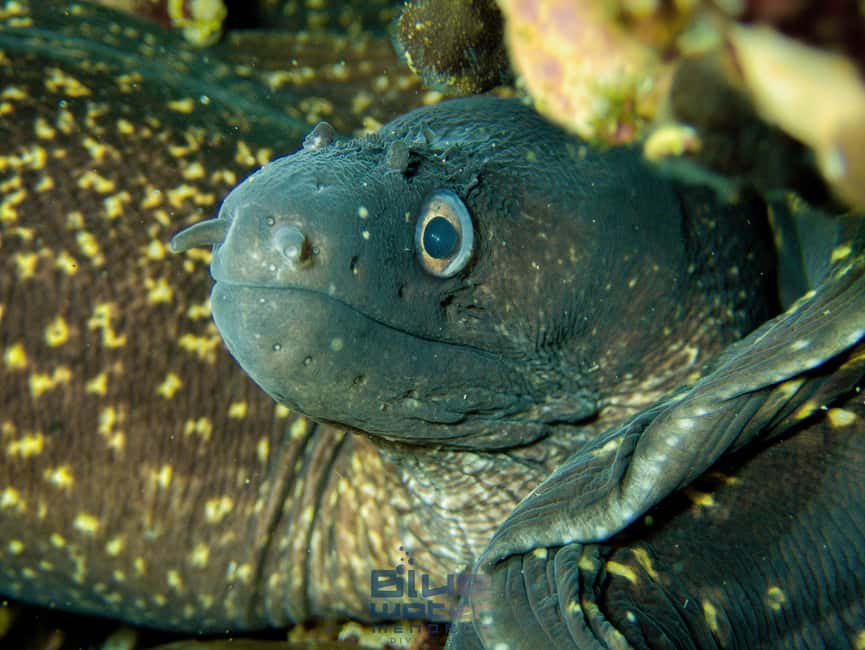 Menorca: Try scuba diving in Cala'n Bosch -BLUEWATER MENORCA - The strongest part is the teaching