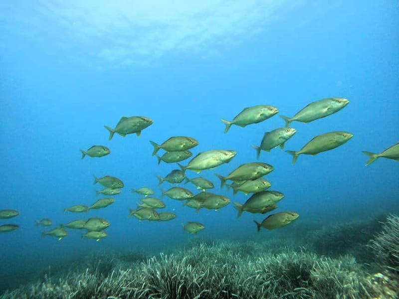 Menorca: Try scuba diving in Cala'n Bosch -BLUEWATER MENORCA - The Bluewater Menorca meeting point