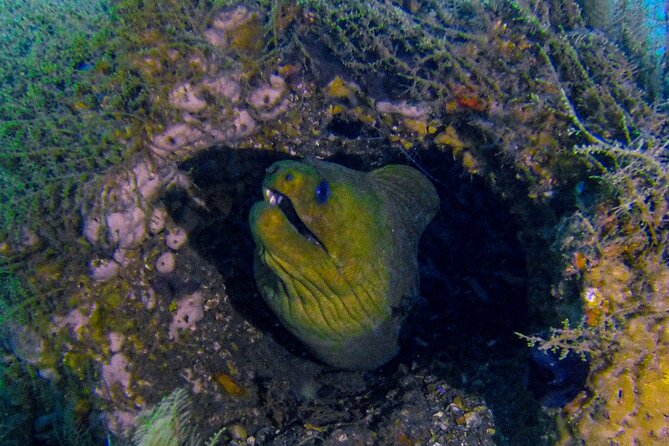 Miami Guided 2-Tank Scuba Diving: South Florida’s Reefs & Wrecks - What the $126 price really includes
