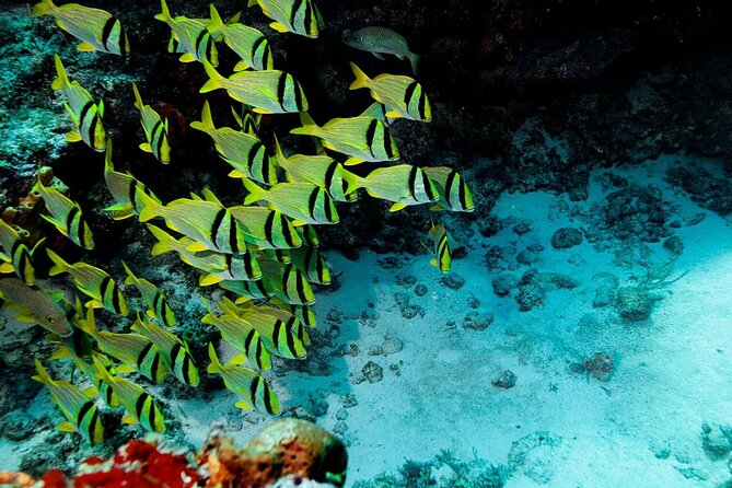 Mini-SUB Dive Tour from Cozumel - Key points to know before booking