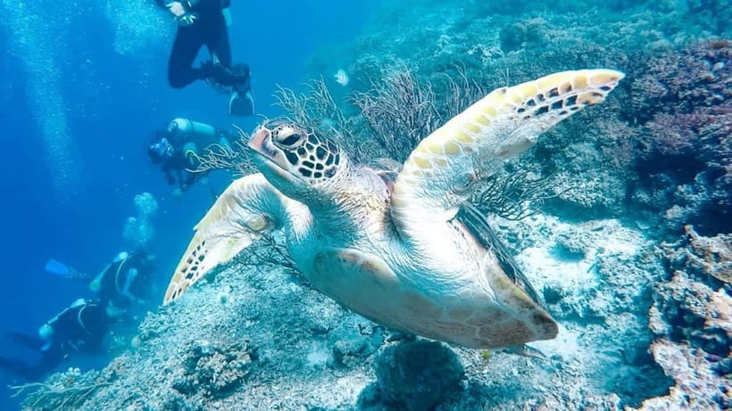 Moalboal: Scuba Diving and Pescador Island Hopping - Small details that improve the day