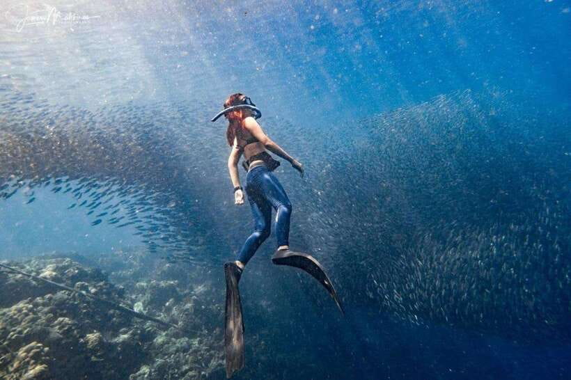 Moalboal: Scuba Diving and Pescador Island Hopping - Why Moalboal is famous for its sardines