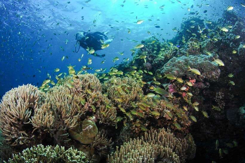 Moalboal: Scuba Diving and Pescador Island Hopping - What to expect around Pescador Island