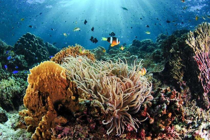 Moalboal: Scuba Diving and Pescador Island Hopping - The 30-minute boat trip to Pescador Island