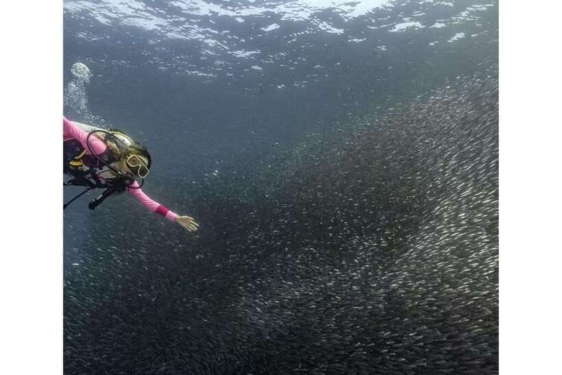 Moalboal : Scuba Diving Sardine Run and Turtle Chasing - Why Moalboal works so well for an underwater day