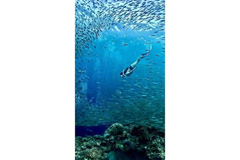 Moalboal : Scuba Diving Sardine Run and Turtle Chasing - The break in Moalboal