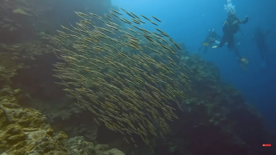 Moalboal : Scuba Diving Sardine Run and Turtle Chasing - What the $168 price really buys you