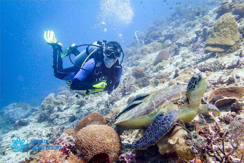Moalboal : Scuba Diving Sardine Run and Turtle Chasing - The people behind the experience
