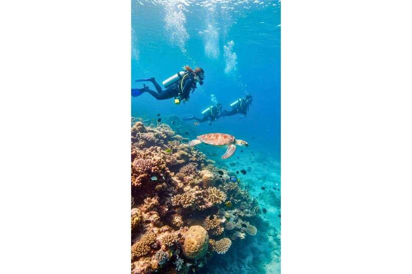 Moalboal : Scuba Diving Sardine Run and Turtle Chasing - Who should book this Moalboal experience?
