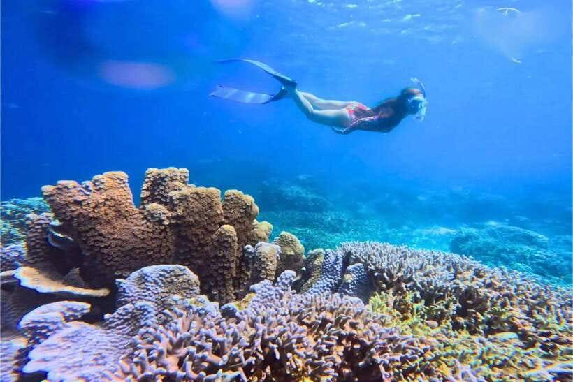 Moalboal : Scuba Diving Sardine Run and Turtle Chasing - The morning pickup and private car