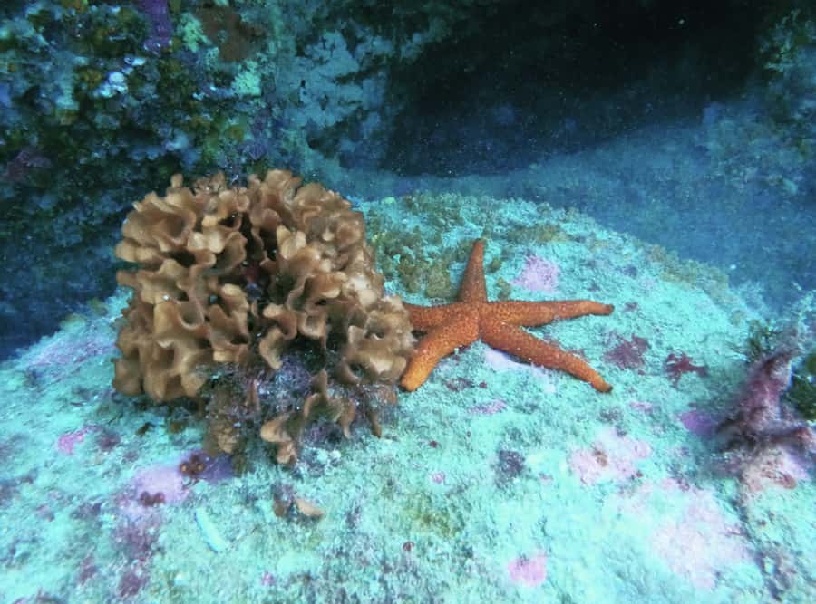 Morocco: PADI Discover Scuba Diving Dive - Why Belyounech makes a good starting point